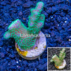 LiveAquaria® Cultured Stylophora Coral  (click for more detail)