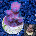 LiveAquaria® Cultured Stylophora Coral (click for more detail)