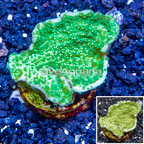 LiveAquaria® Cultured Montipora Coral (click for more detail)