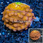 LiveAquaria® Cultured Cyphastrea Frag (click for more detail)