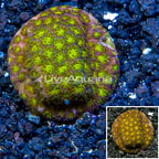 LiveAquaria® Cultured Leptastrea coral (click for more detail)