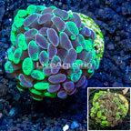 LiveAquaria® Cultured Hammer Coral (click for more detail)