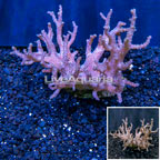 Sinularia Leather Coral Indonesia (click for more detail)