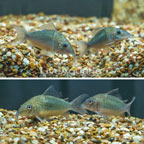 Emerald Green Cory Catfish, 4 Lot (click for more detail)