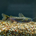 Ogre Gulper Catfish (click for more detail)