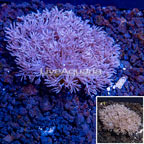 LiveAquaria® Cultured Xenia Coral (click for more detail)