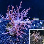 Pineapple Tree Coral Indonesia (click for more detail)