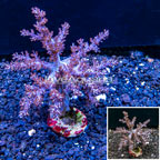 XL LiveAquaria® Cultured Tree Coral (click for more detail)