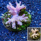 Sinularia Leather Coral Indonesia (click for more detail)