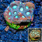 LiveAquaria® Cultured War Coral  (click for more detail)