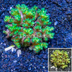 Green Pocillopora Coral Indonesia (click for more detail)