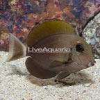 Epaulette Surgeonfish (click for more detail)