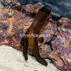 Pinnatus Batfish EXPERT ONLY (click for more detail)