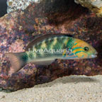 Goldbar Wrasse  (click for more detail)