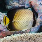 Vagabond Butterflyfish (click for more detail)