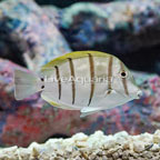 Convict Tang (click for more detail)