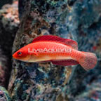 Red Fin Fairy Wrasse  (click for more detail)