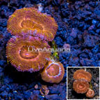 LiveAquaria® Cultured Acan Lord Coral (click for more detail)