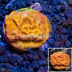 LiveAquaria® Cultured Leptoseris Coral (click for more detail)