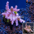 LiveAquaria® Cultured Sinularia Leather Coral  (click for more detail)