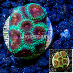 LiveAquaria® Cultured Favia Coral (click for more detail)