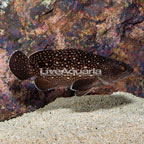 Starry Grouper (click for more detail)