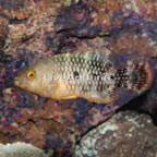 Tripletail Wrasse (click for more detail)