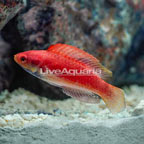 Blue Throat Fairy Wrasse (click for more detail)