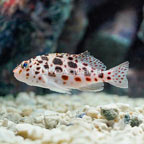 Spotted Pixie Hawkfish (click for more detail)