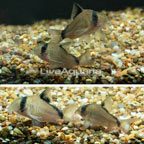 Bandit Cory Catfish, (G4) (click for more detail)