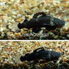 Bumblebee Jelly Catfish, (Pair) (click for more detail)