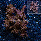 Branching Acropora Coral Austrailia (click for more detail)