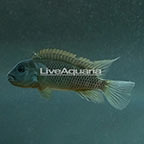 Buffalo Head Cichlid (click for more detail)