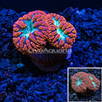 LiveAquaria® Cultured Red and Green Blastomussa Coral (click for more detail)
