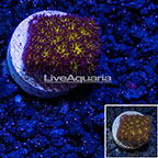 LiveAquaria® Cultured Ultra Leptastrea Coral (click for more detail)