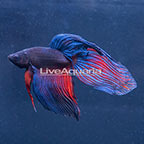 Steel Blue/Red Veil Tail Betta, Male (click for more detail)