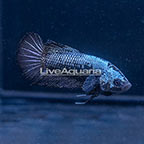 Black Dragon Scale Plakat Betta, Male (click for more detail)
