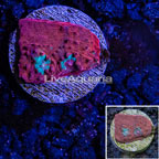 LiveAquaria® Ultra Chalice Coral  (click for more detail)