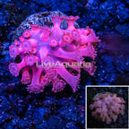 LiveAquaria® Flowerpot Goniopora Coral (click for more detail)