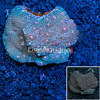 Chalice Coral Indonesia (click for more detail)