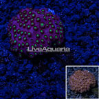 USA Cultured Cyphastrea Coral (click for more detail)