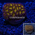 LiveAquaria® Leptastrea Coral (click for more detail)