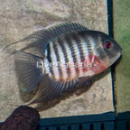 Tiger Severum Cichlid (click for more detail)