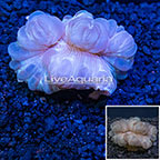 USA Cultured Fox Coral (click for more detail)