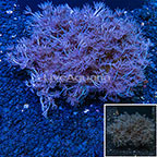 Xenia Coral Indonesia (click for more detail)