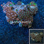 Colony Polyp Rock Zoanthus Vietnam  (click for more detail)