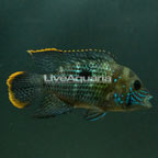 Green Terror Cichlid (click for more detail)