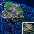 Green Star Polyp Rock Vietnam (click for more detail)