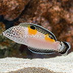 Twin Spot Wrasse, Juvenile (click for more detail)