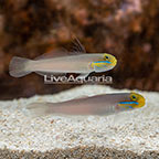 Sleeper Gold Head Goby (Pair) (click for more detail)